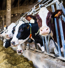 Dairy Products