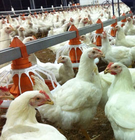 Poultry Products